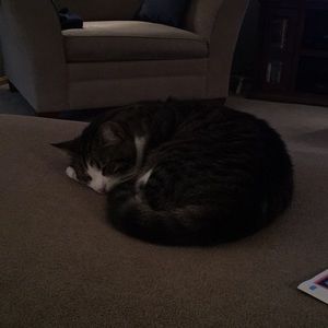 Meet your Posher, Donna